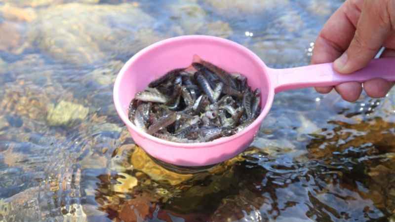  Kelkit keklik salımı1