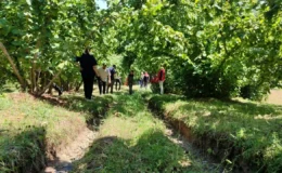 Samsun’da Fındık Rekoltesi Tahmin Çalışmaları Başladı
