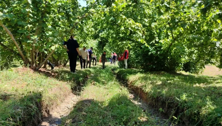 Samsun’da Fındık Rekoltesi Tahmin Çalışmaları Başladı