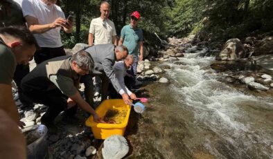 Şavşat Mansurat Deresi’ne 20 Bin Alabalık Yavrusu Bırakıldı!