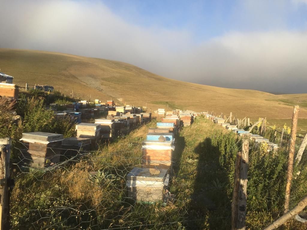 Şebinkarahisar bal fiyatları1