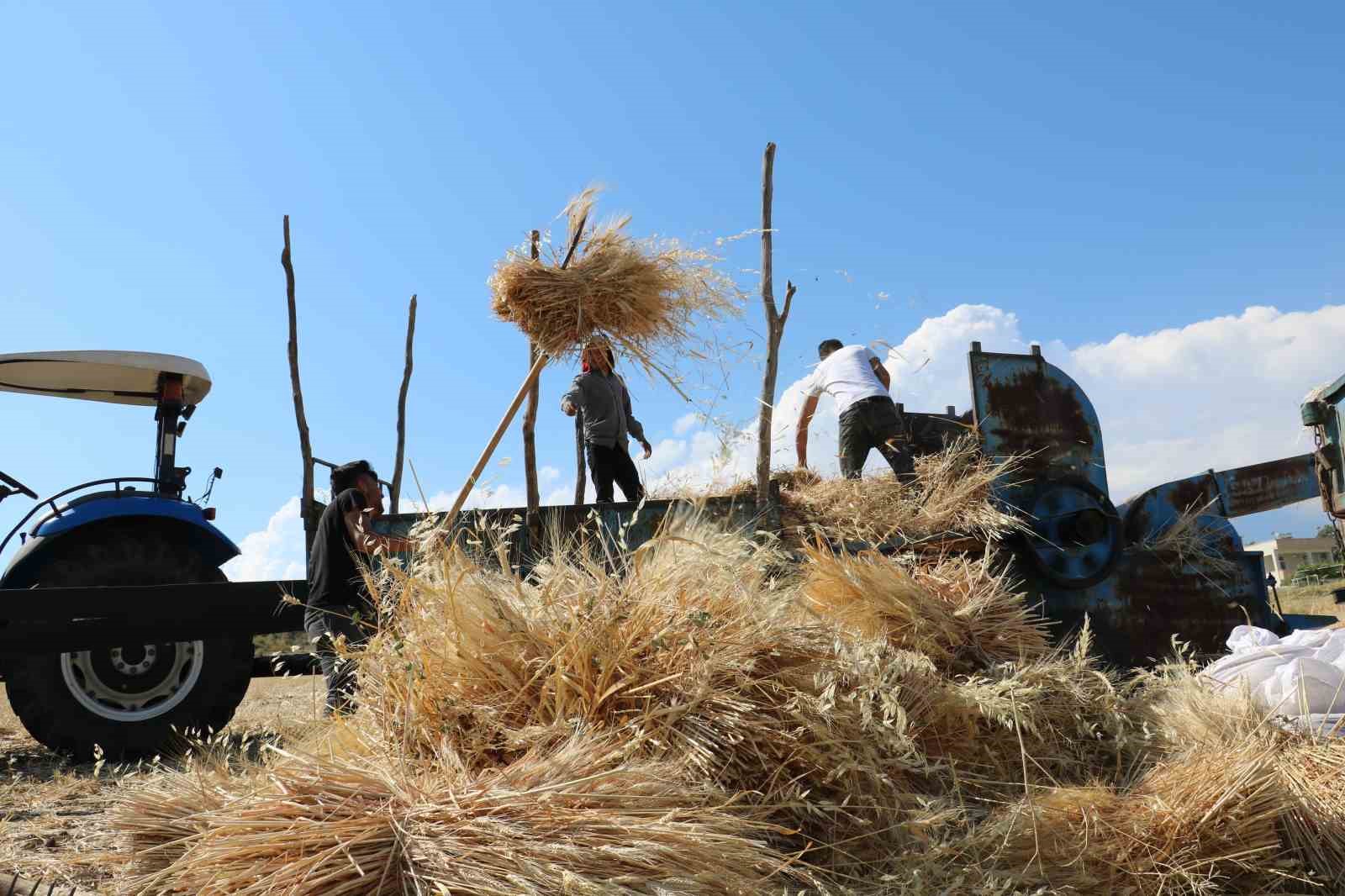 Şebinkarahisar hasat