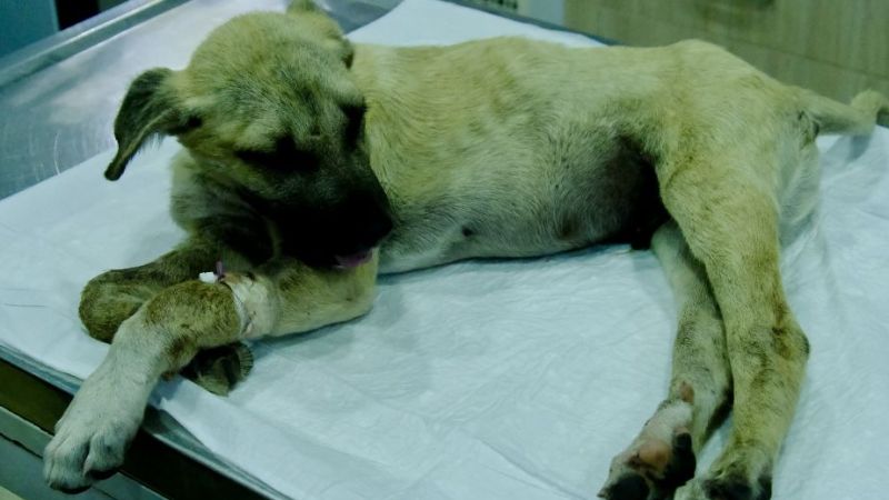 Sivas köpek şiddeti