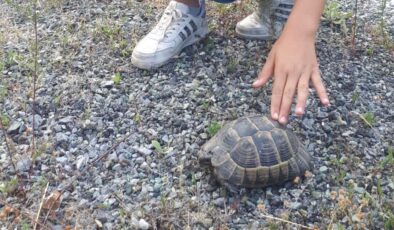 Zigana’da Nadir Misafir: Kara Kaplumbağası Görüntülendi!