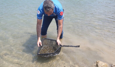 Adana’da 321 bin sazan yavrusu baraja salındı