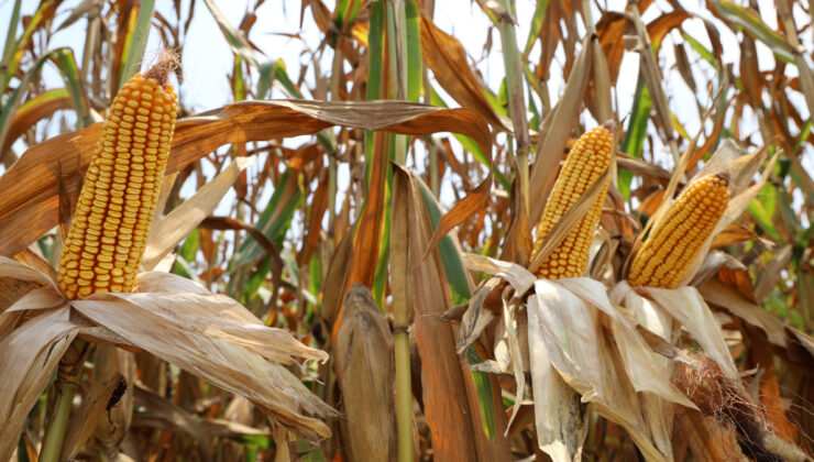 Adana’da mısır hasadı başladı: Bu sene verim yüksek