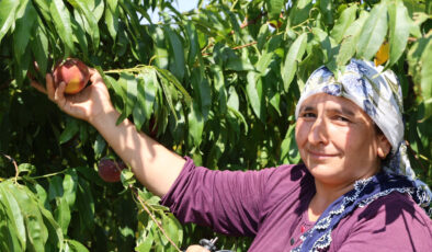Adana’da zirai don nedeniyle şeftali hasadında verim düştü