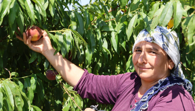 Adana’da zirai don nedeniyle şeftali hasadında verim düştü