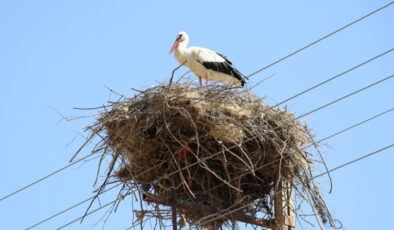Amasya’nın “Leylekli Köyü” Ortaova yine şenlendi