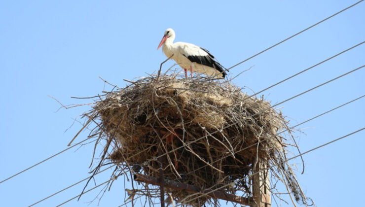 Amasya’nın “Leylekli Köyü” Ortaova yine şenlendi
