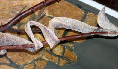 Antalya’da vatandaşlar yılan derisine yoğun talepte bulunuyor