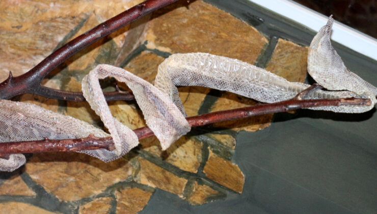 Antalya’da vatandaşlar yılan derisine yoğun talepte bulunuyor