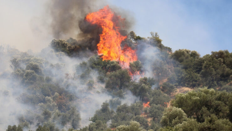 Aydın’daki orman yangını kontrol altına alındı