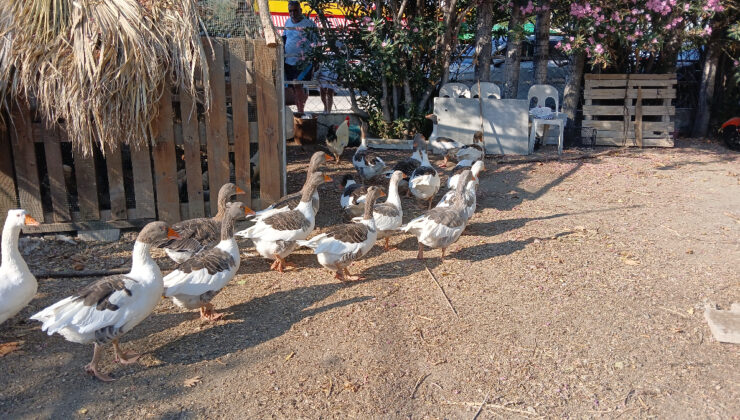 Balıkesir’de kümese kapatılan kazlar çıkarıldı