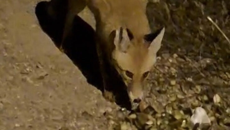 Bayburt’ta vatandaşın ürkek aç tilkiyle imtihanı cep telefonuna yansıdı