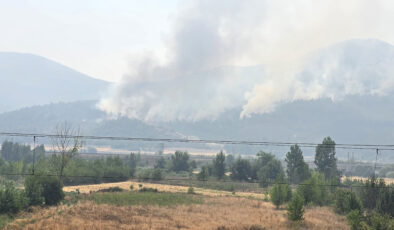 Bilecik’te alevler yeniden yükseldi: Zeytinliği yanan köylü o anları anlattı