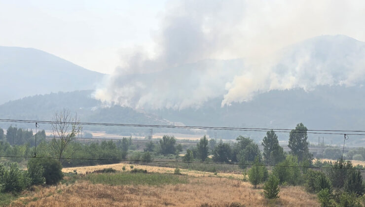 Bilecik’te alevler yeniden yükseldi: Zeytinliği yanan köylü o anları anlattı