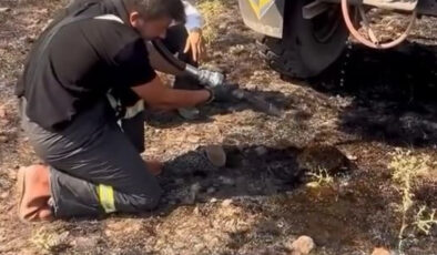 Bolu’da yangından etkilenen kirpiyi ekipler kurtardı