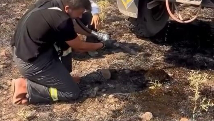 Bolu’da yangından etkilenen kirpiyi ekipler kurtardı