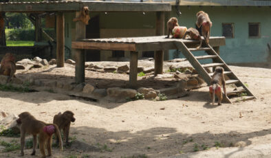 Bursa’da sıcaktan bunalan maymunların buzlu meyve keyfi