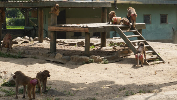 Bursa’da sıcaktan bunalan maymunların buzlu meyve keyfi