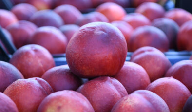 Çanakkale Lapseki şeftalisinde 70 ton ihracat hedeflendi