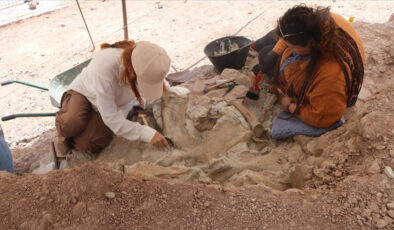 Çankırı’da 9 milyon yıllık fil, gergedan ve zürafa fosili bulundu