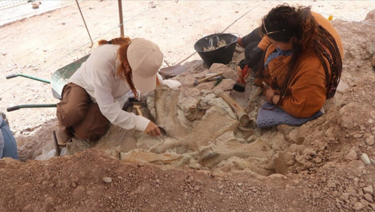 Çankırı’da 9 milyon yıllık fil, gergedan ve zürafa fosili bulundu