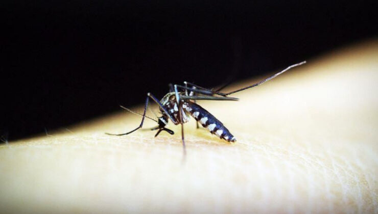 Çin’de 4 binden fazla kişiye sivrisinek kaynaklı chikungunya virüsü bulaştı