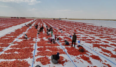 Diyarbakır’da kurutulan domatesler Avrupa’ya ihraç edilecek