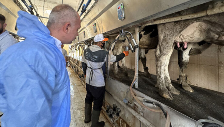Elazığ’da geliştirilen cihazla süt sığırlarında mastitisin önüne geçiliyor