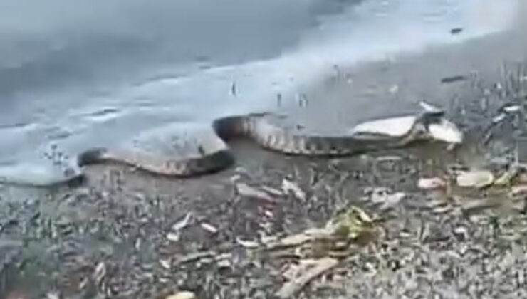 Elazığ’da yılanın balık avı kamerada