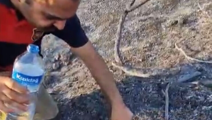 Hatay’da itfaiyeci, alevler arasında kalan kaplumbağayı kurtardı