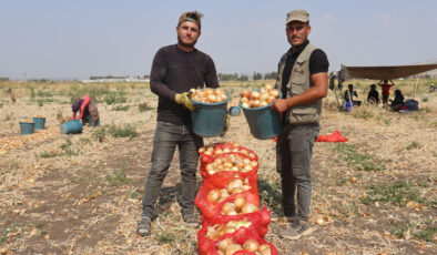 Hatay’ın Amik Ovası’nda soğan hasadı sürüyor