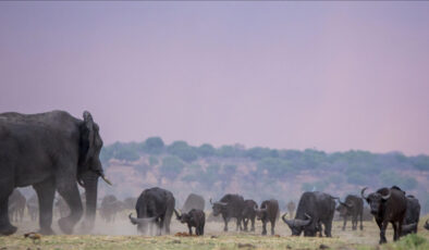 İklim krizi insanla yaban hayatını karşı karşıya getiriyor