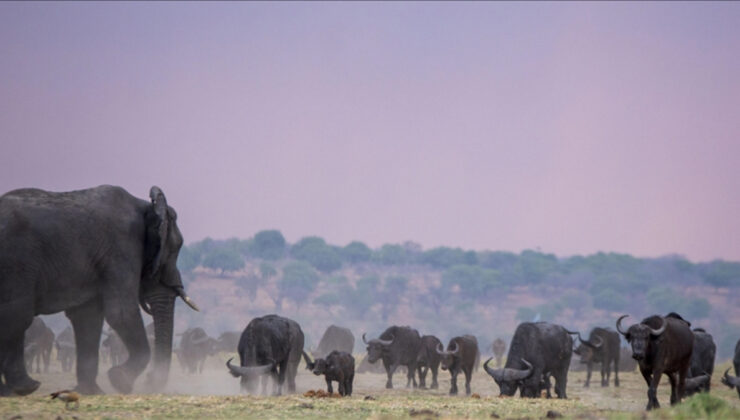 İklim krizi insanla yaban hayatını karşı karşıya getiriyor