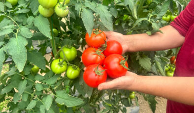 Isparta yaylalarında örtü altı domates hasadı