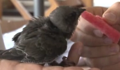 Kurtarılan Ebabil Kuşu 6 Yıl Sonra Geri Döndü!