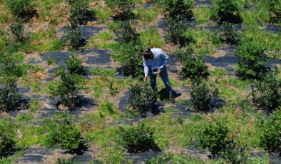 İstanbul’dan Trabzon’a döndü, dededen kalan arazide maviyemiş yetiştiriyor