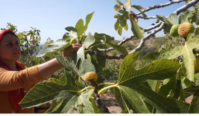 İzmir’de incir hasatında işçi maaşı 90 bin TL oldu