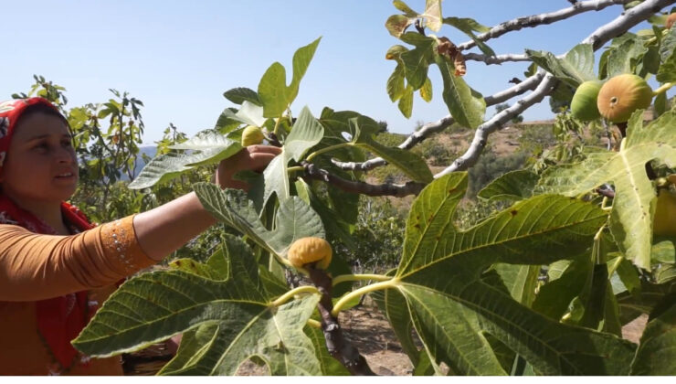 İzmir’de incir hasatında işçi maaşı 90 bin TL oldu