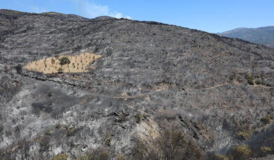 İzmir’de sürülmüş alan yangına geçit vermedi