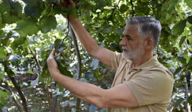 Karadeniz’de fındık hasadı öncesi bahçelerde son hazırlıklar başladı
