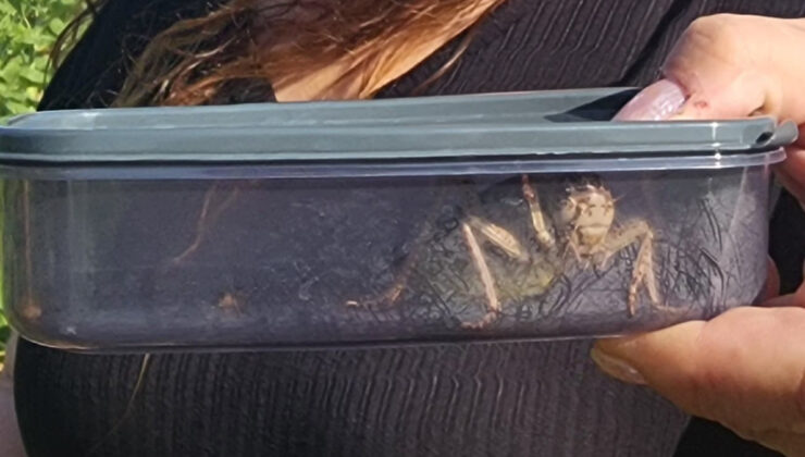 Kırşehir’de ‘yamyam tombul çekirge’ görüldü