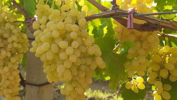 Manisa’da altın sarısı Sultaniye üzümün yolculuğu başladı