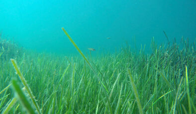Marmara Denizi’nde Müsilaj Yüzeyde Görülmedi