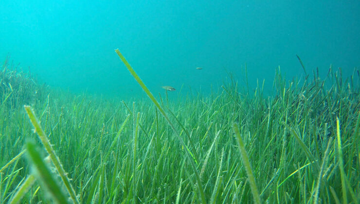 Marmara Denizi’nde Müsilaj Yüzeyde Görülmedi