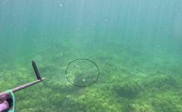 Marmara Denizi’nde bir ilk: Caretta caretta  görüntülendi