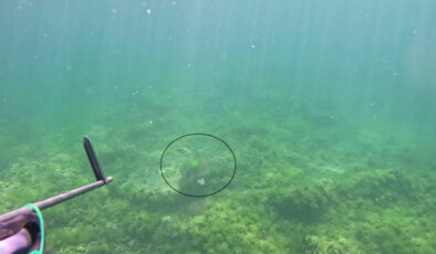 Marmara Denizi’nde bir ilk: Caretta caretta  görüntülendi