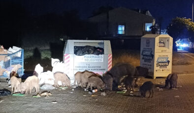 Muğla’da Marmaris Belediyesi’nin ihmali yaban domuzlarını şehre doldurdu